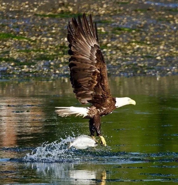 eagle flounder.webp