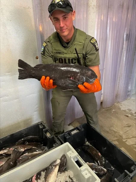 ECO Hilton sorting tagged and untagged tautog at fish market in Montauk.webp