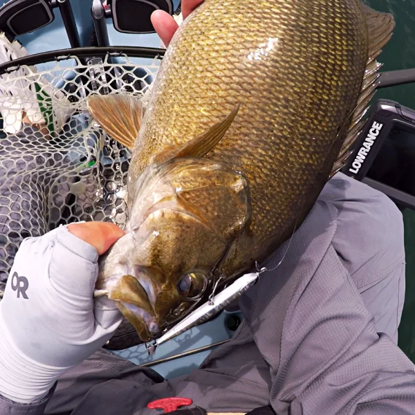 fat 19 spybait.webp