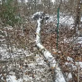 fence tree1.png