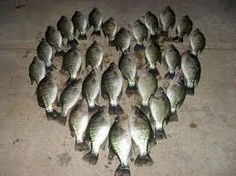 fish valen.webp