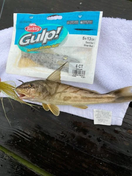 fish.webp