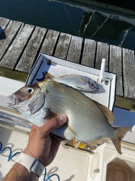 fish.webp