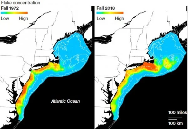 Fluke moving north.jpg