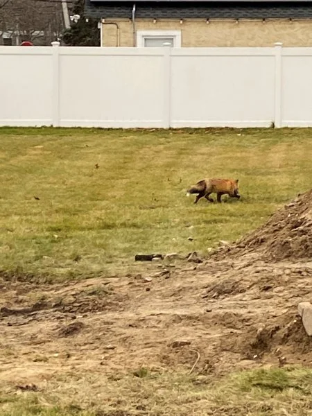 Fox.webp