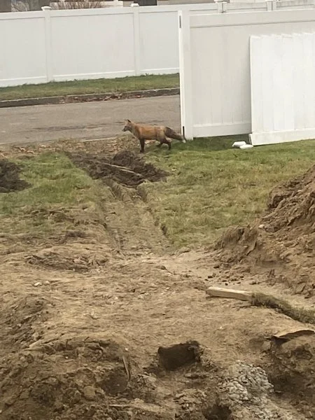 Fox2.webp