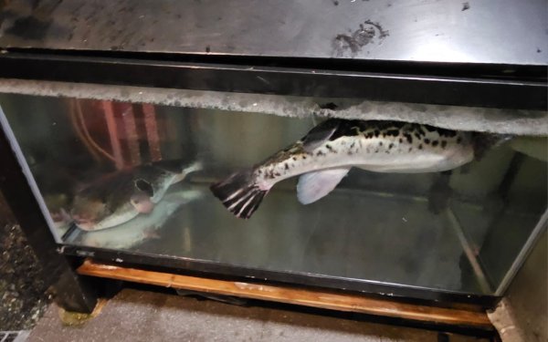 fugu1.JPG