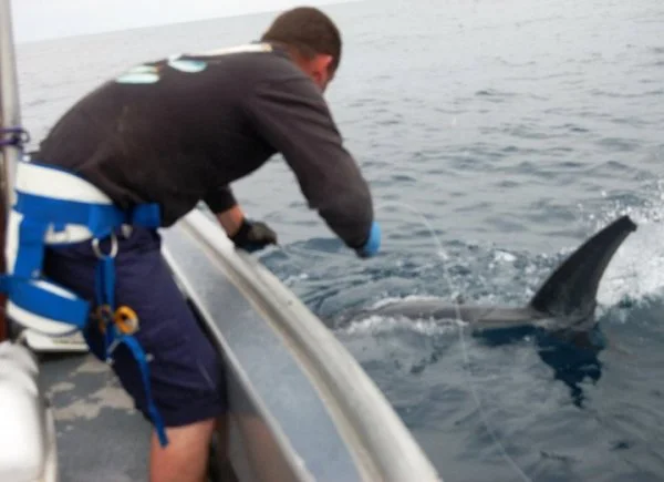 Giant Mako 2.webp
