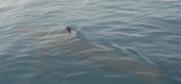 Giant Mako.webp