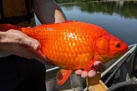 goldfish.webp