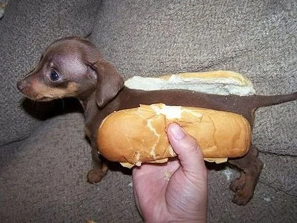 Grilled Dogs.webp