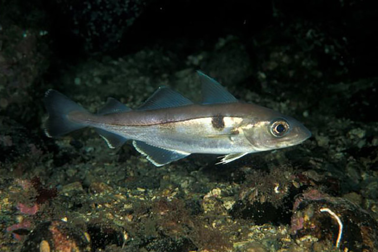 Haddock.jpg