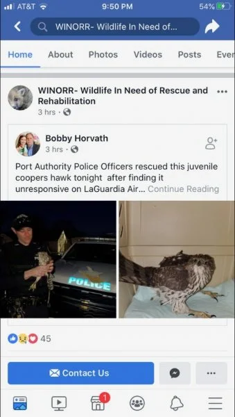 Hawk 2.webp