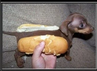 hot dog.webp