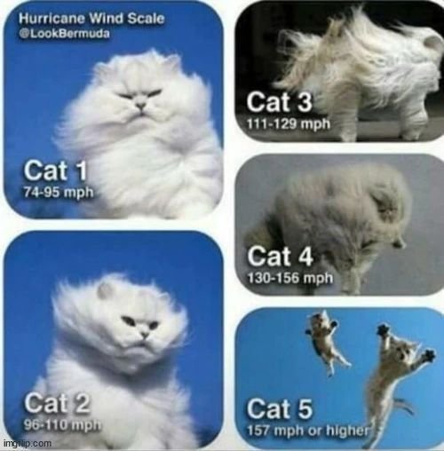 HurricaneCats.jpg