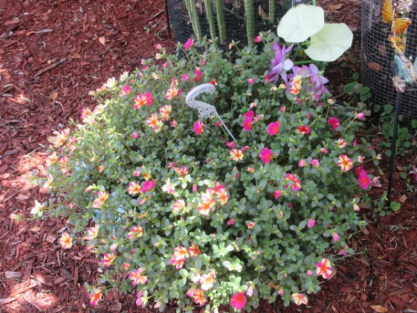 IMG_0548[1].JPG