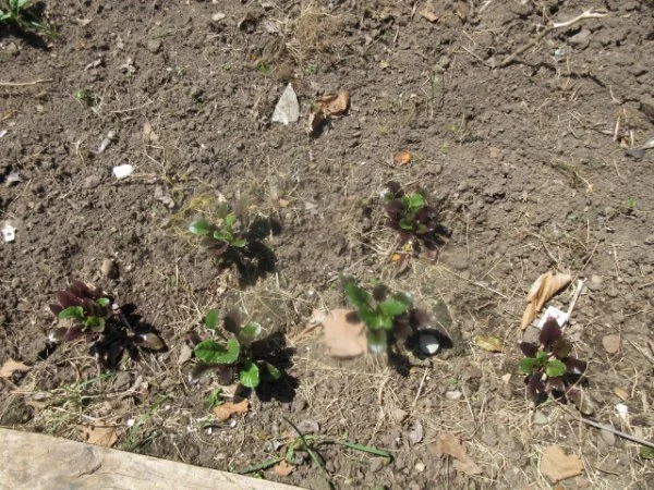 IMG_0595[1].webp