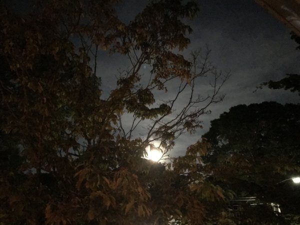 IMG_1194.jpeg