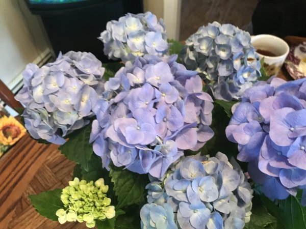 IMG_1684.jpeg