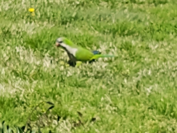 IMG_20240429_102119928.jpg