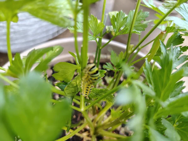 IMG_20250824_181518382_HDR.webp