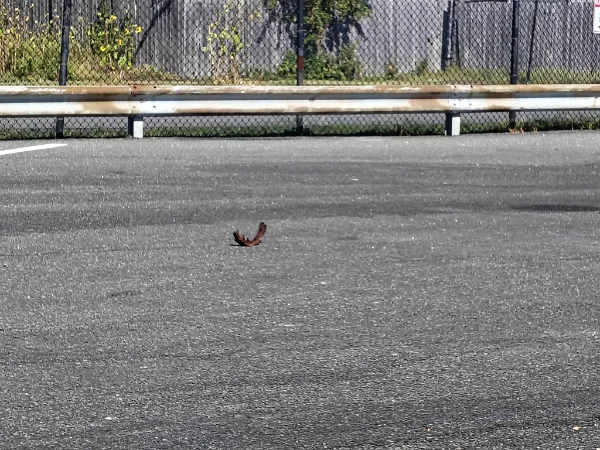 IMG_20251002_130426070_HDR.webp
