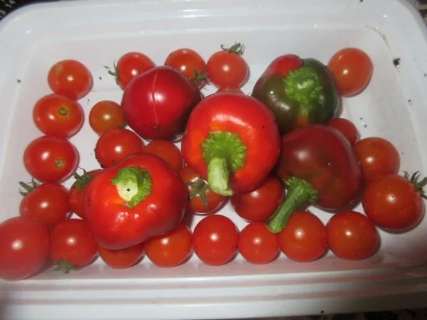IMG_3778[1].webp