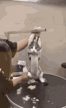 IMG_3785.gif