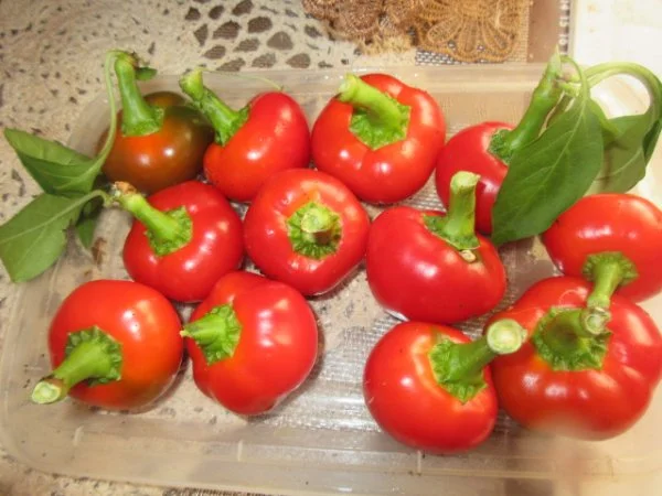 IMG_3881[1].webp