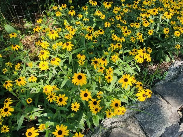 IMG_4603.jpeg