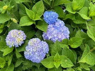 IMG_5041.webp