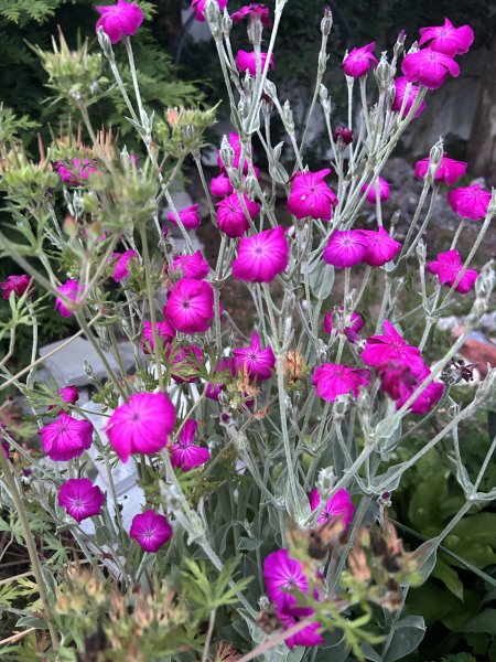 IMG_5956.jpeg