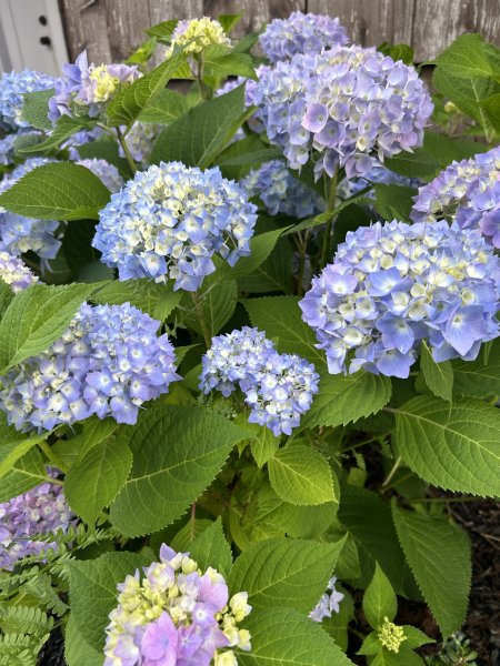IMG_6045.jpeg