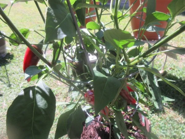 IMG_7085[1].webp