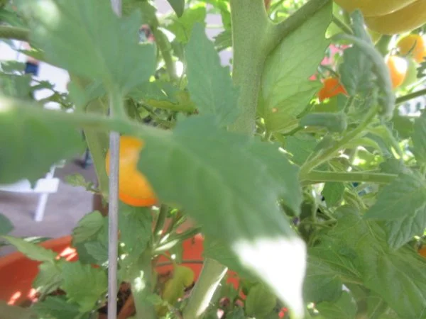 IMG_7150[1].webp