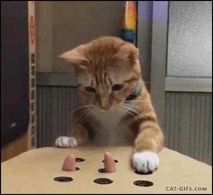 IMG_8377.gif