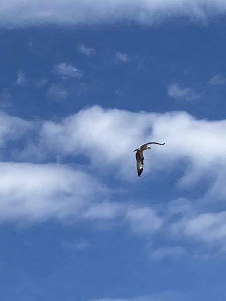 IMG_8458.jpeg