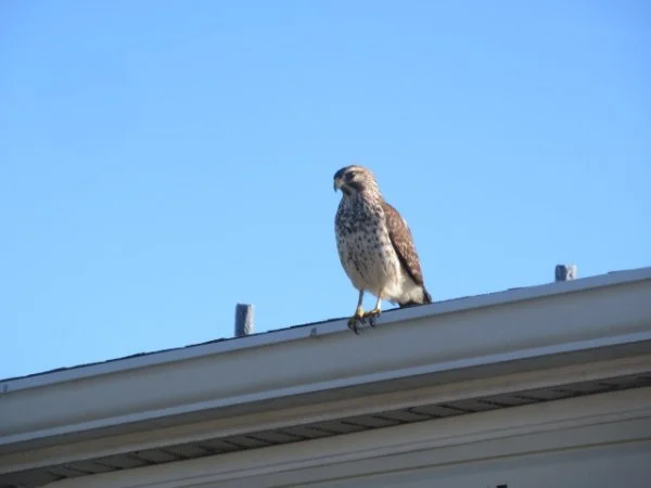 IMG_8641[1].webp
