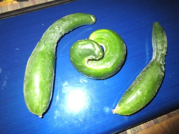 7758