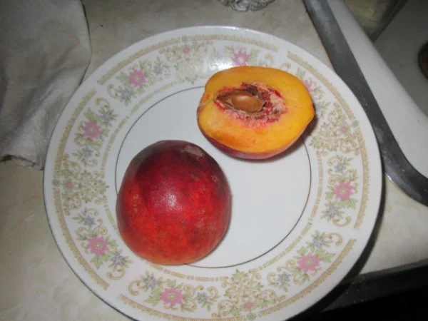 IMG_9459[1].webp