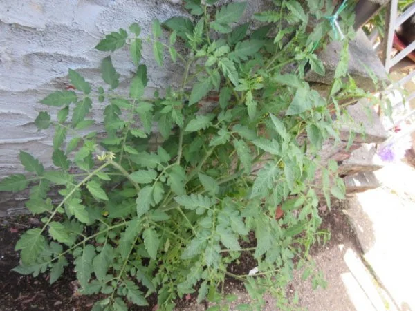 IMG_9573[1].webp