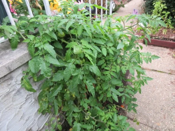 IMG_9930[1].webp