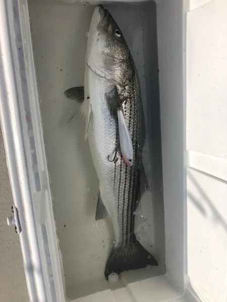 june1bass.webp
