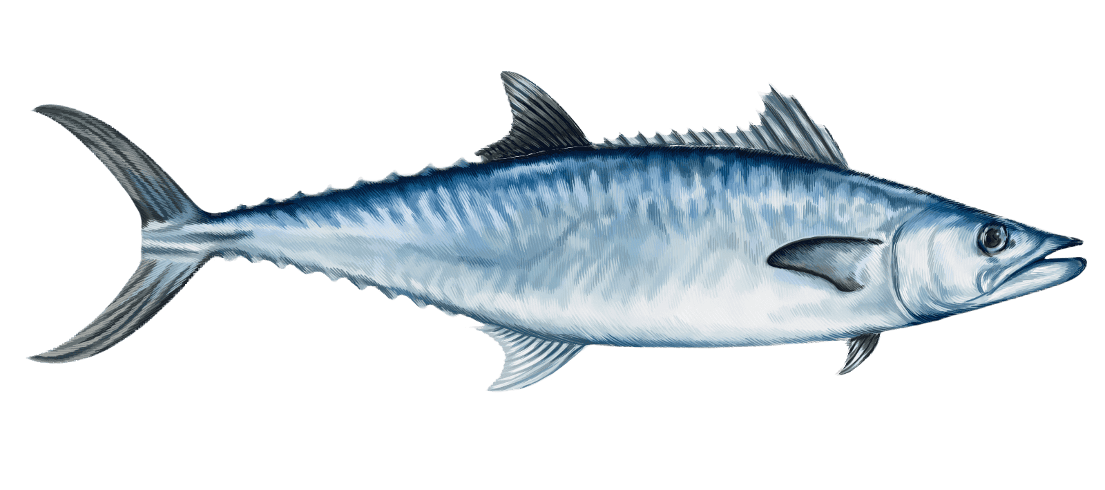 King-mackerel-e1695178781672.png