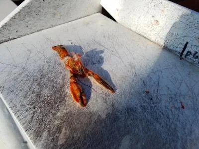 lobster8620.webp