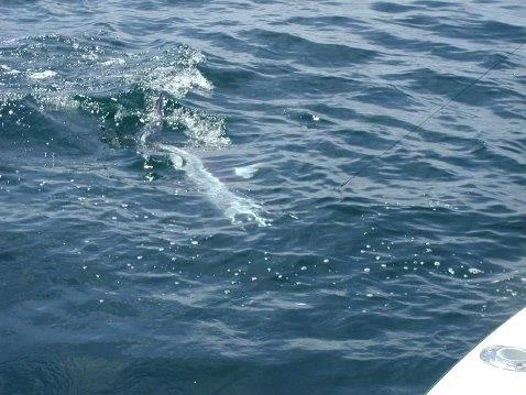 mako9.webp