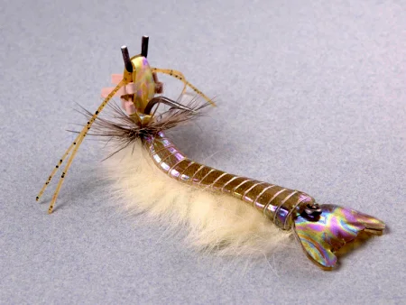 mantis-.webp