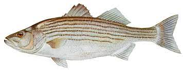 Marine-Striped-Bass.jpg
