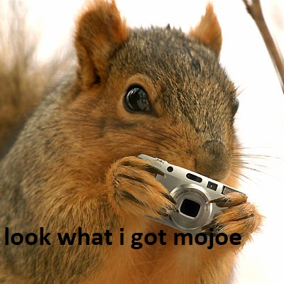 mojoe squirell.jpg