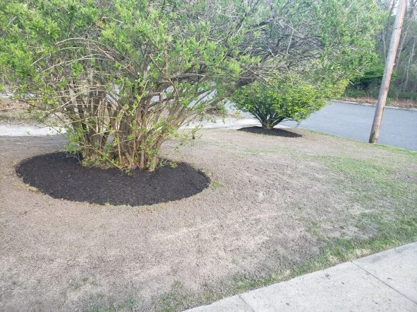 mulch3.webp